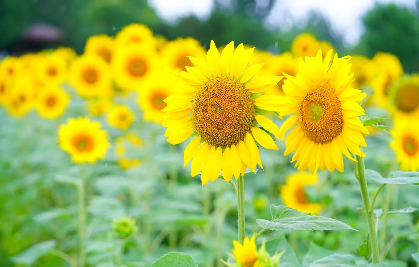 Photo wallpaper sunflowers, flowers, yellow