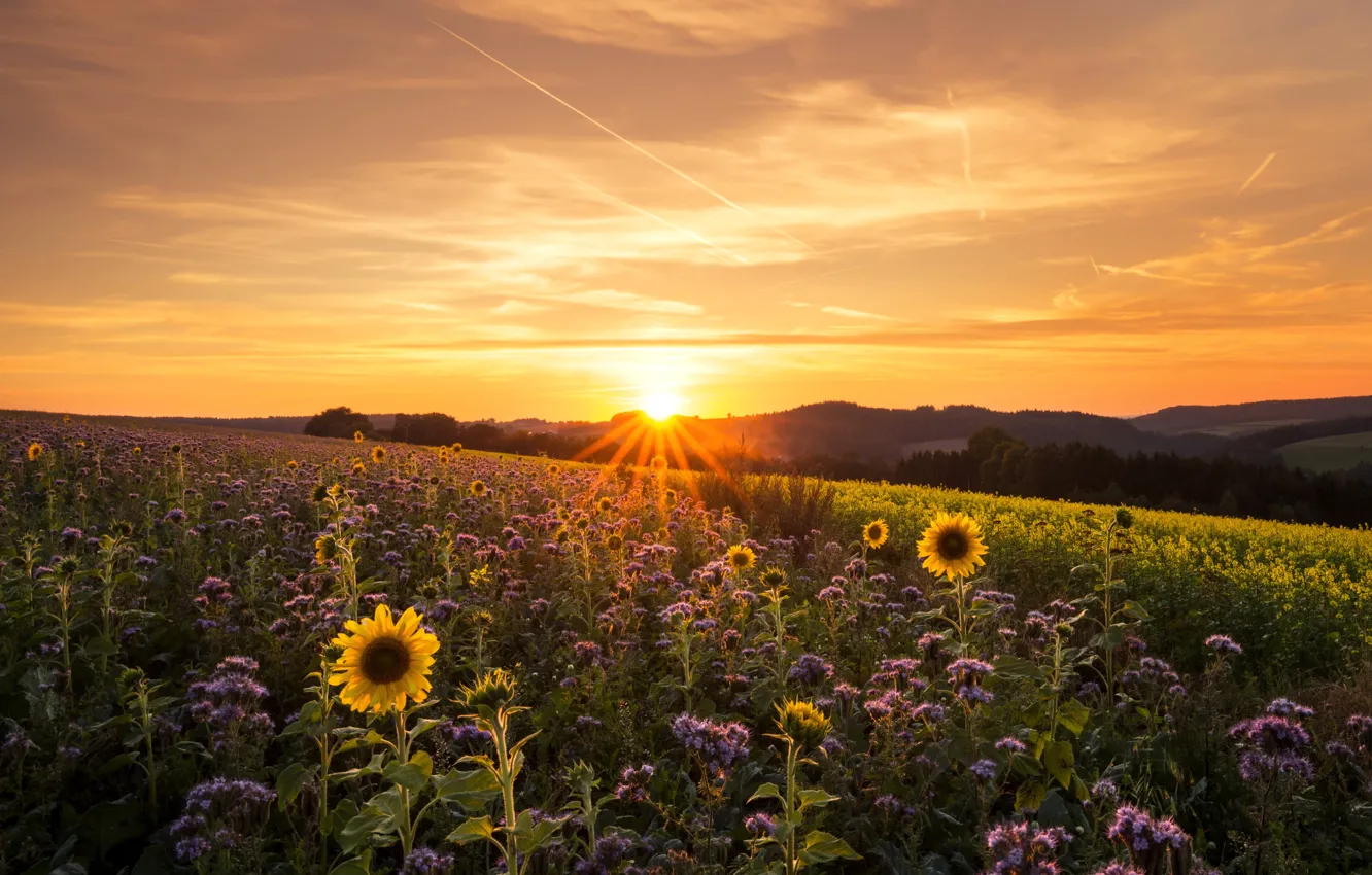Photo wallpaper field, morning, flowers