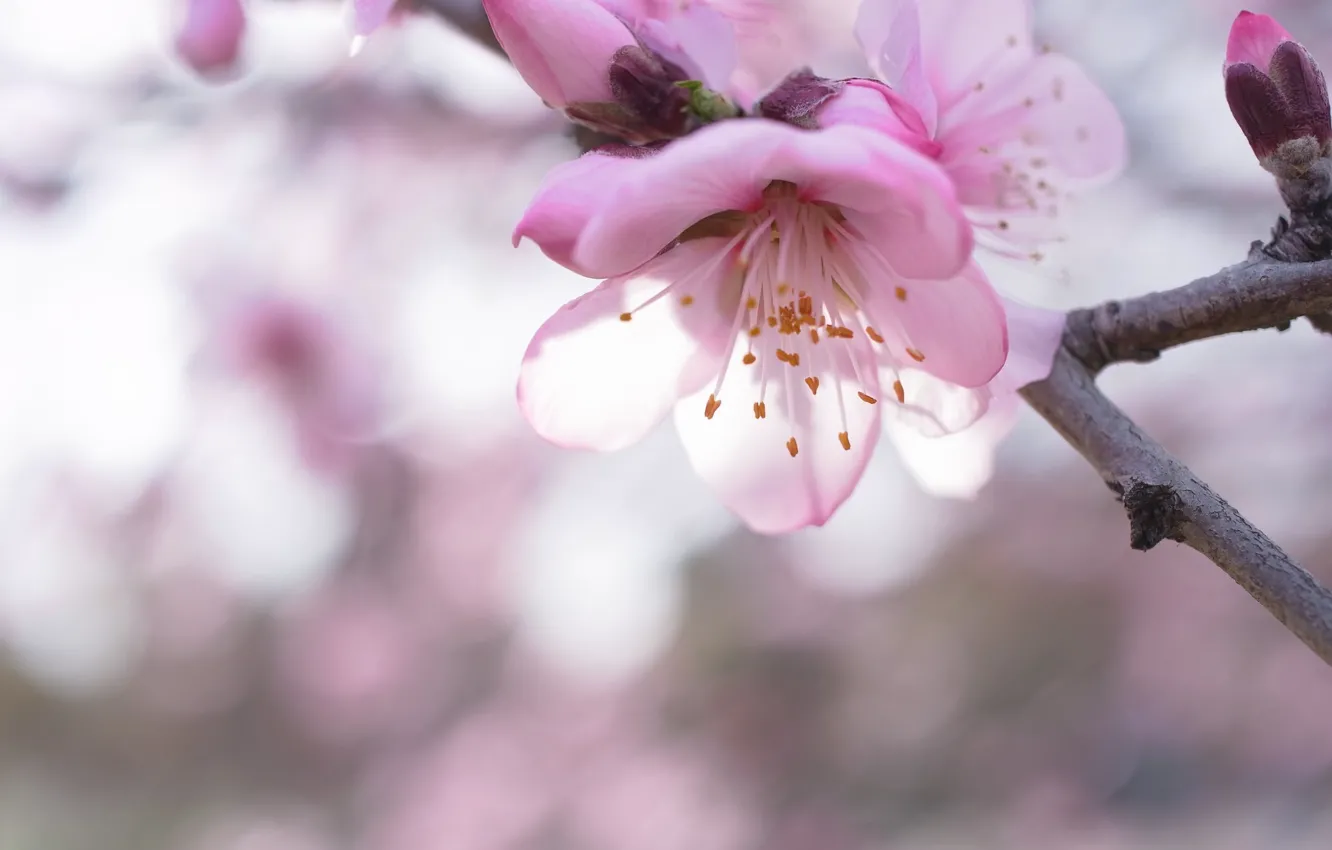 Photo wallpaper macro, branch, spring, Sakura