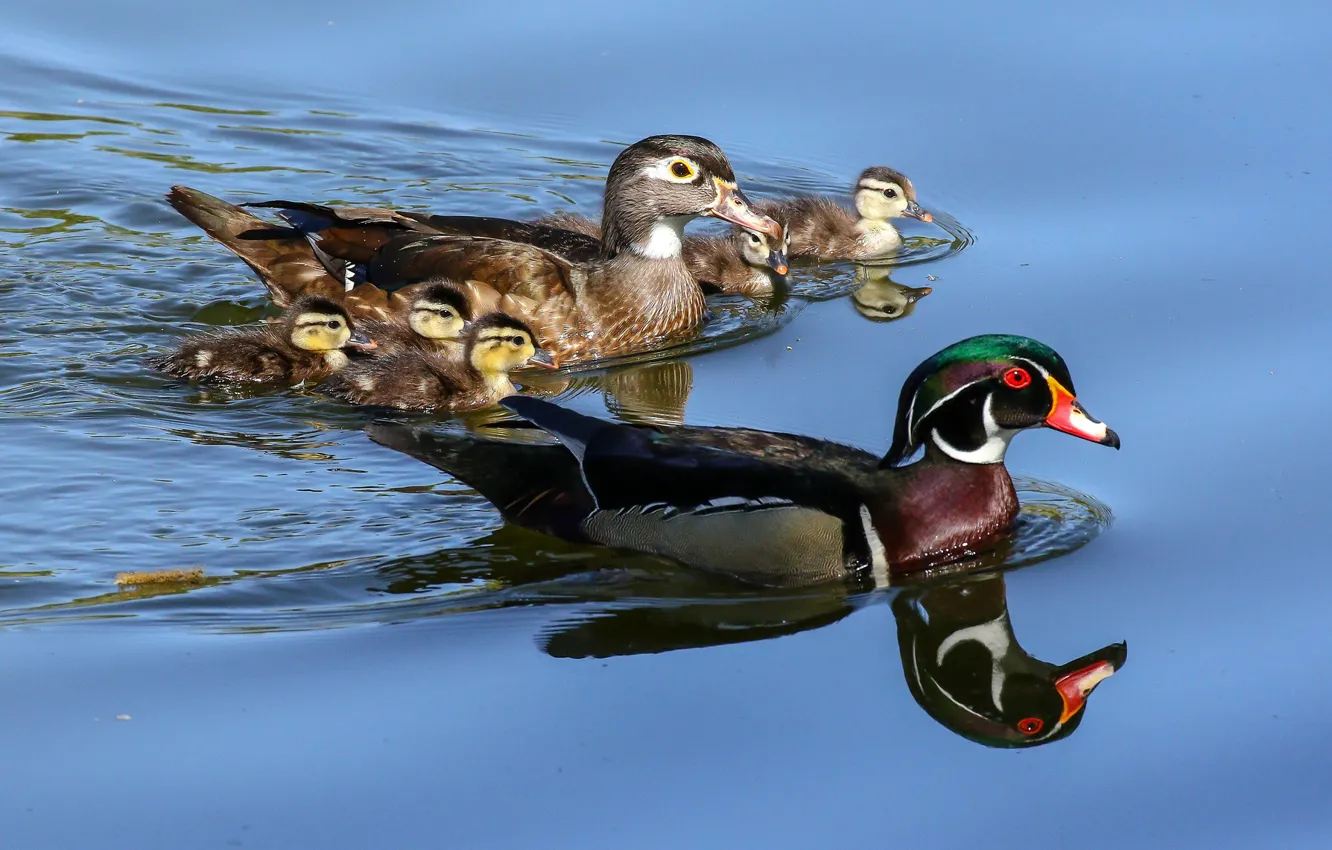Photo wallpaper water, lake, duck, family, duck
