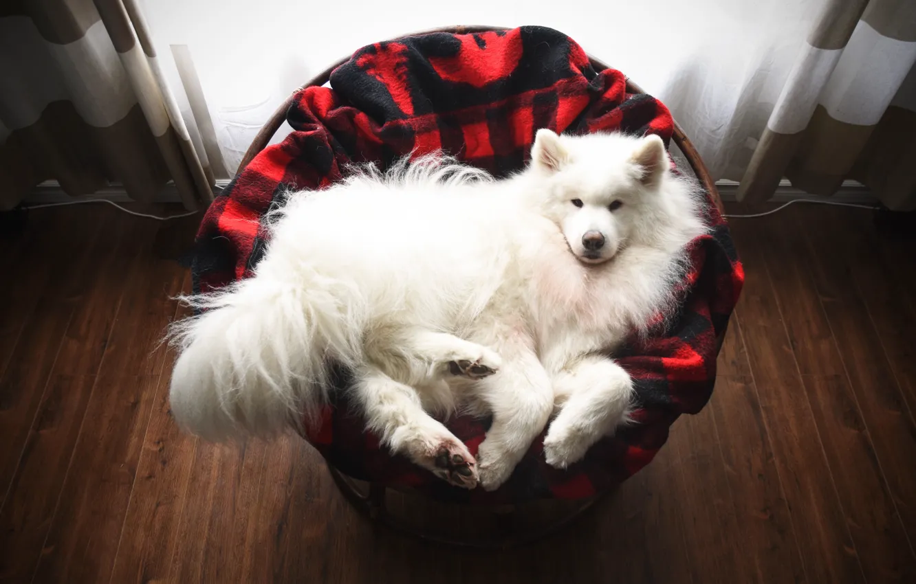 Photo wallpaper dog, look, pose, face, Samoyed