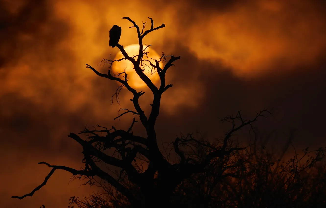 Photo wallpaper the sky, the sun, clouds, sunset, orange, branches, tree, bird