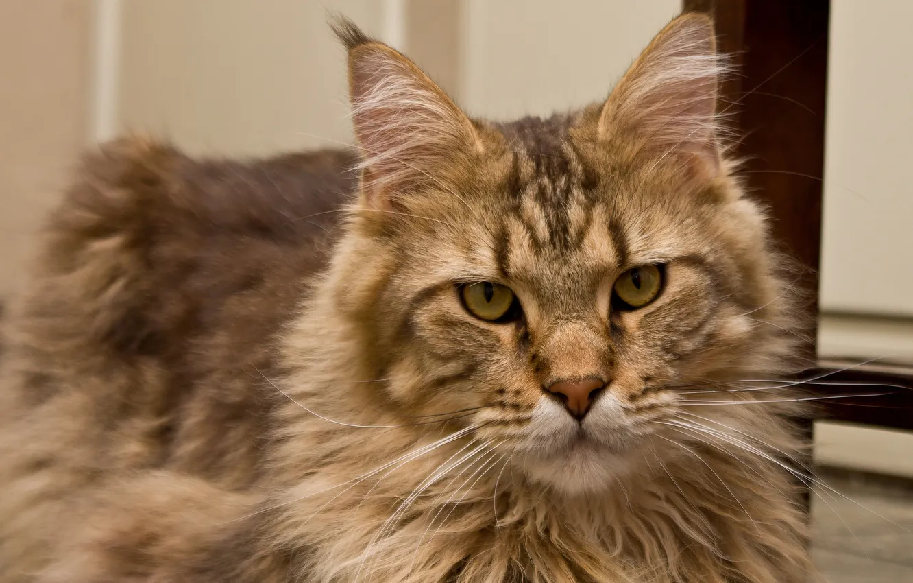 Photo wallpaper cat, cat, look, face, Maine Coon