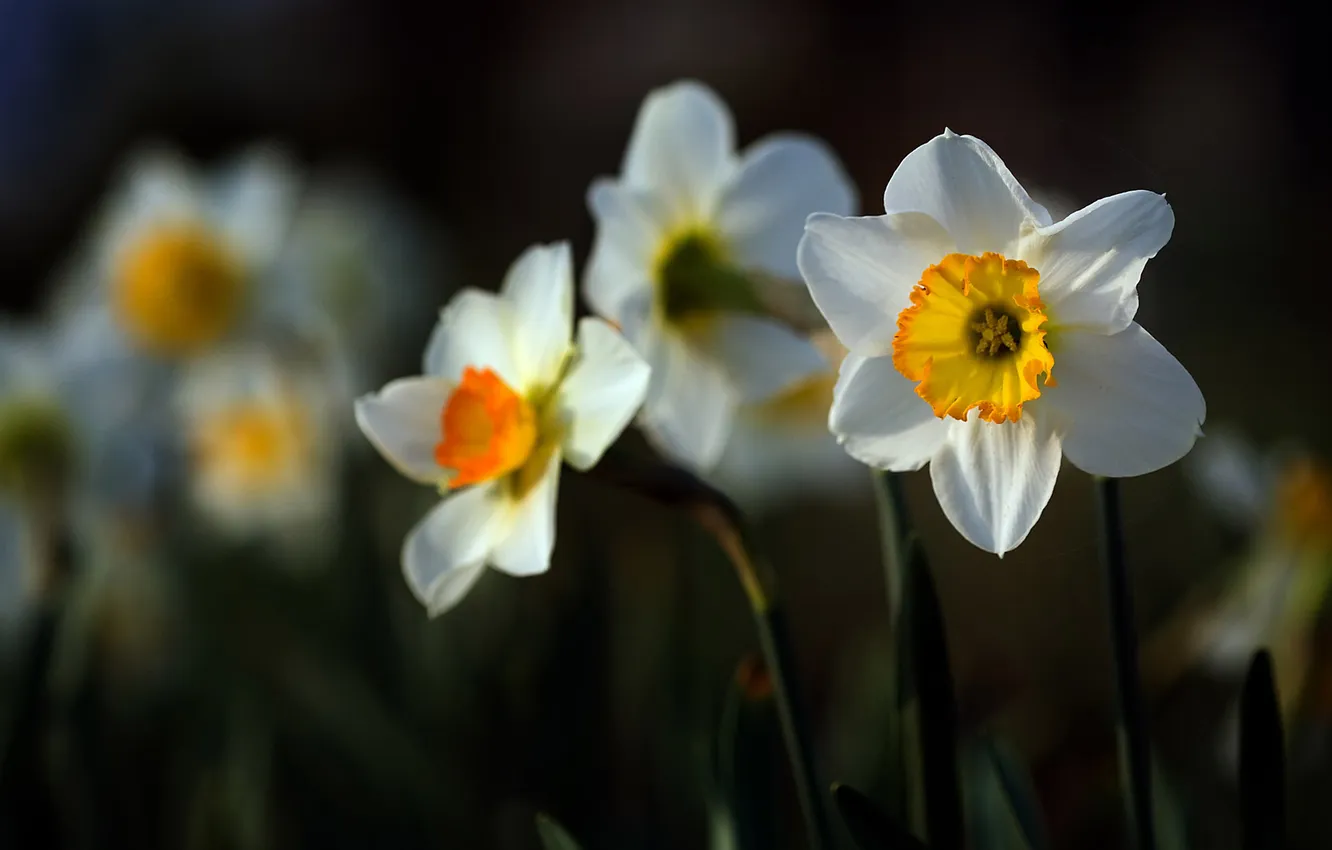 Photo wallpaper macro, flowers, spring, white, daffodils