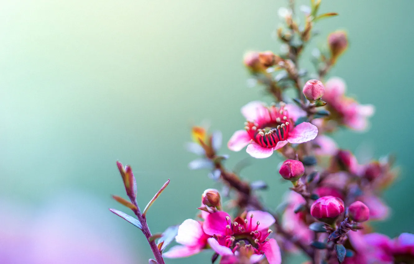 Photo wallpaper flowers, branches, nature, petals