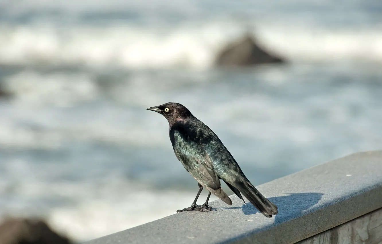 Photo wallpaper sea, wave, bird, black, feathers, beak, sky, sea