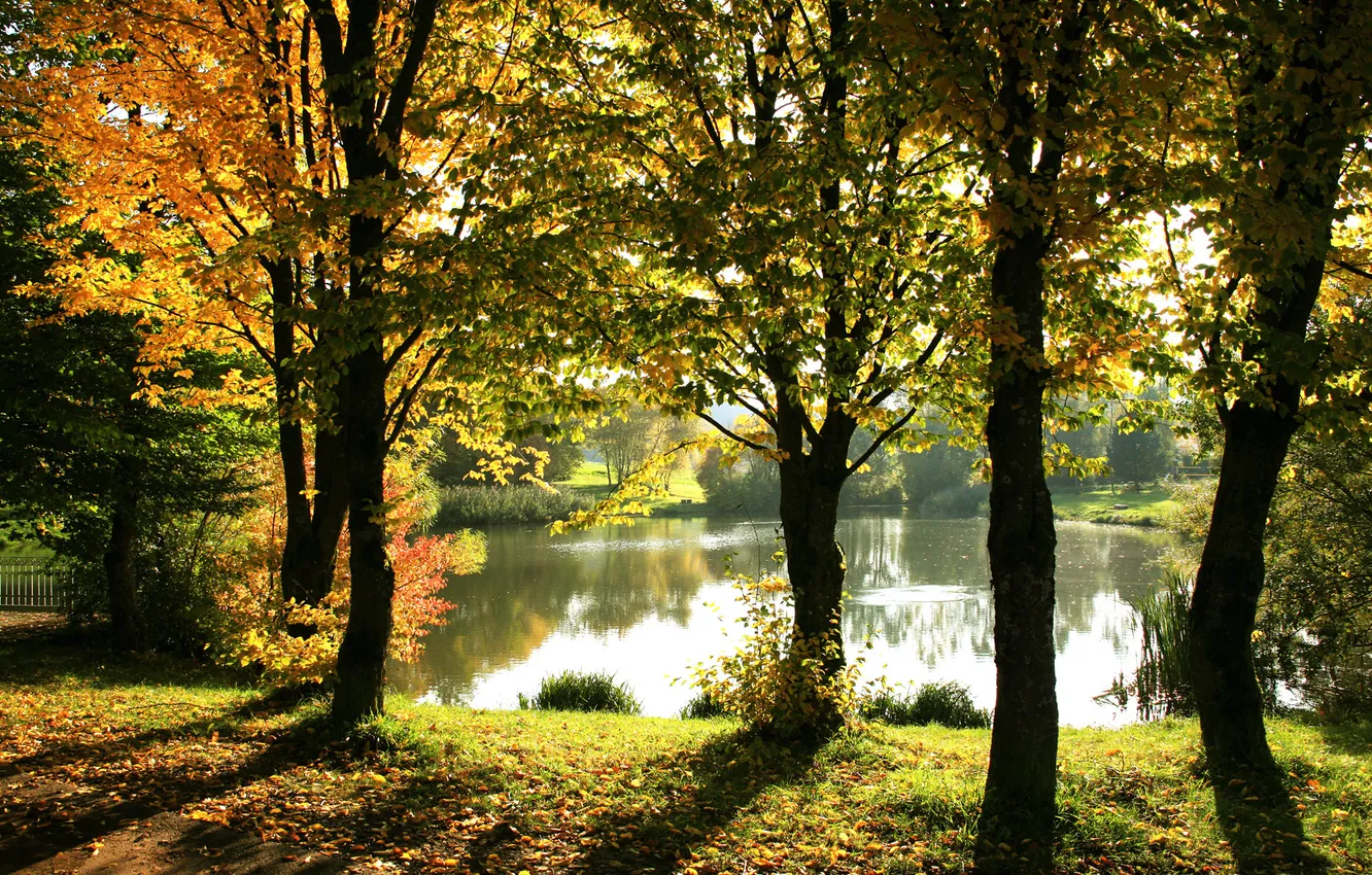 Photo wallpaper autumn, light, trees, pond, shadow, solar, through the foliage
