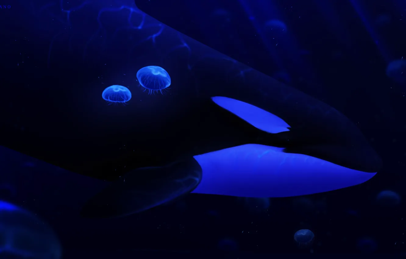 Photo wallpaper sea, jellyfish, whale, by Ciorano