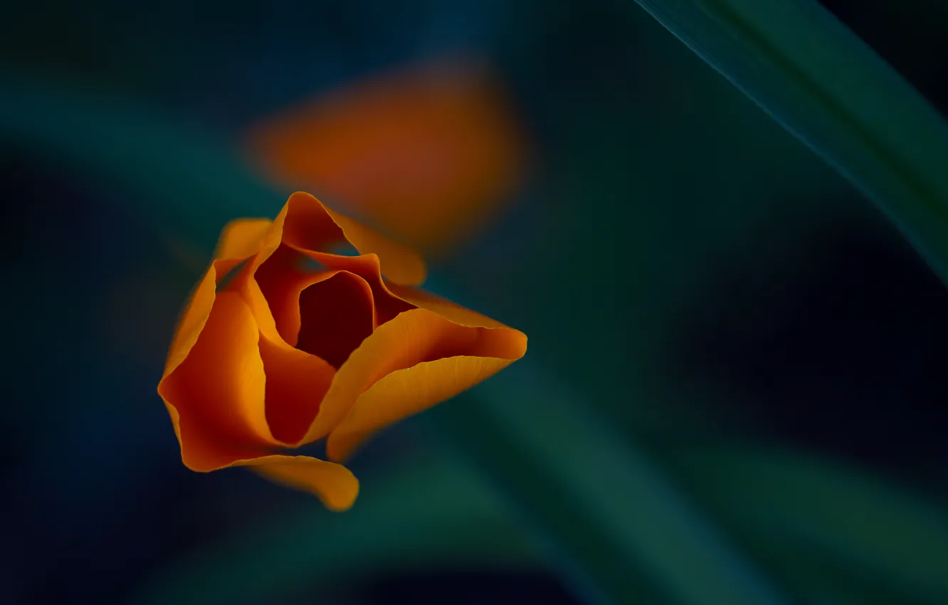 Photo wallpaper flower, macro, orange, petals, escholzia California