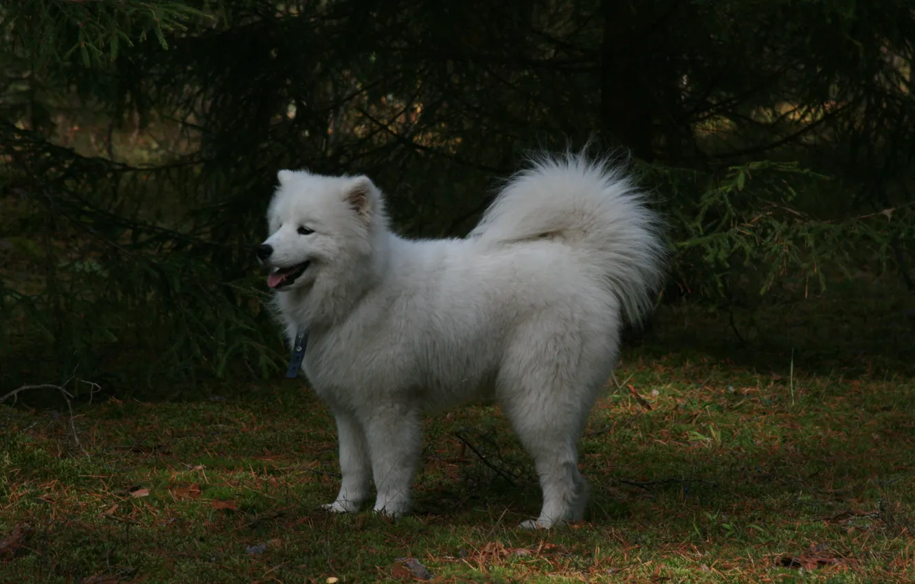 Photo wallpaper forest, background, animal, Wallpaper, dog, walk, Samoyed