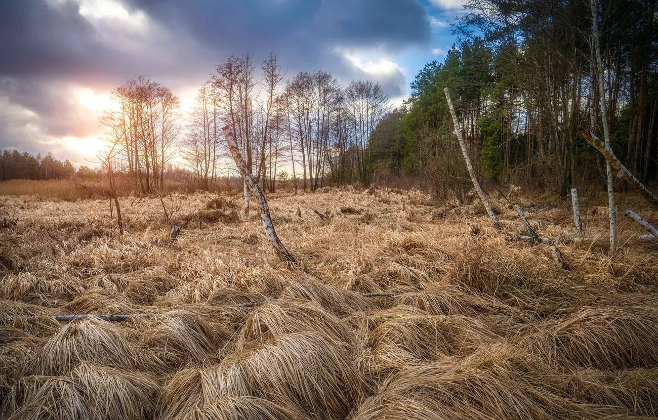 Photo wallpaper field, forest, nature