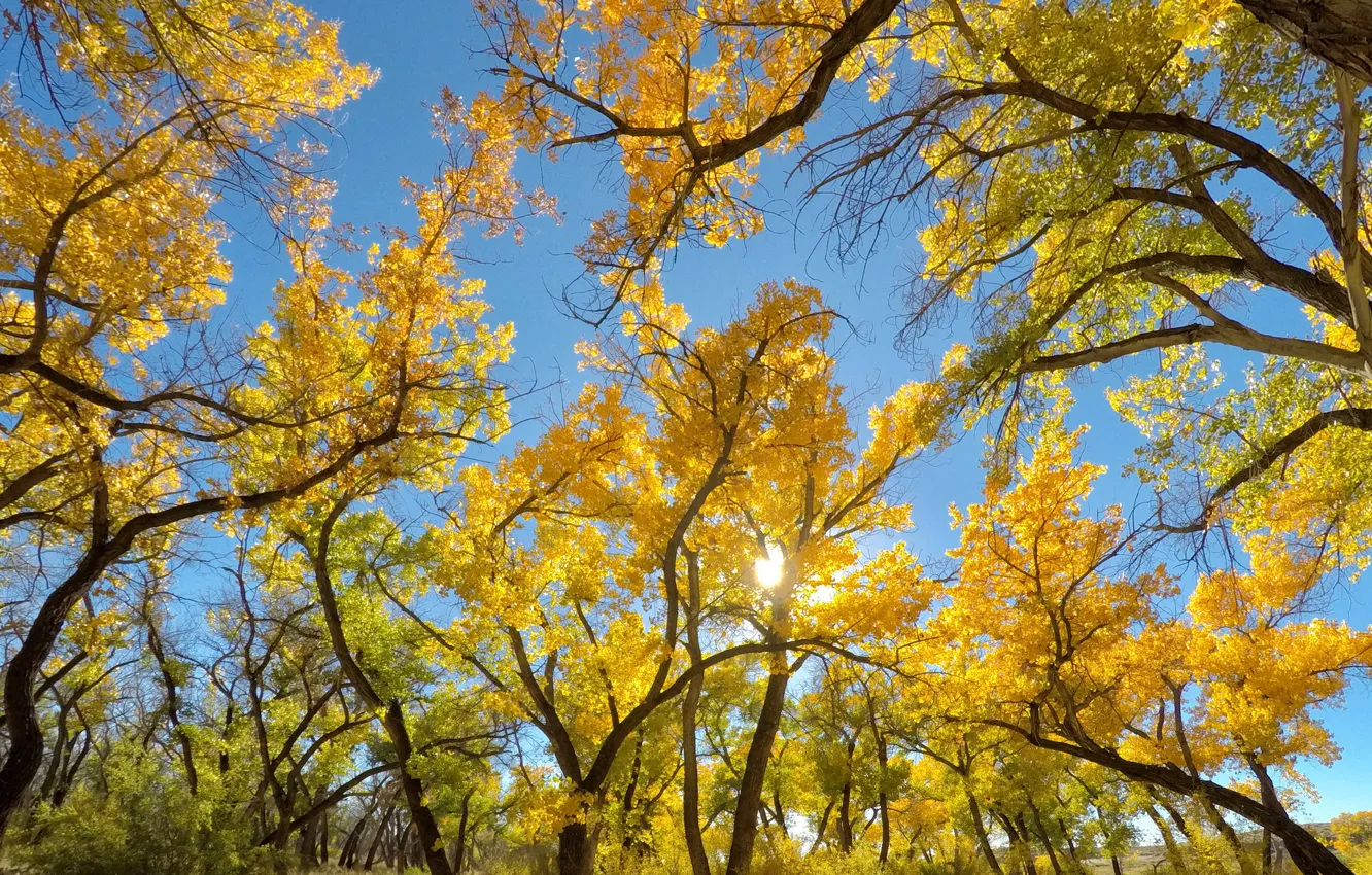 Photo wallpaper autumn, the sky, leaves, the sun, trees