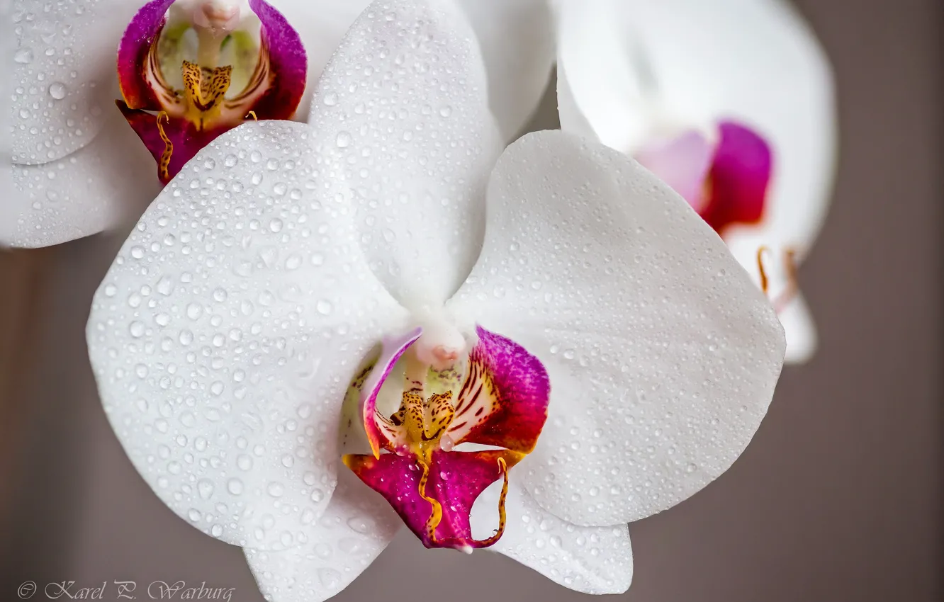Photo wallpaper macro, Orchid, water drops