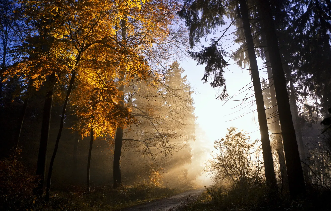 Photo wallpaper autumn, leaves, light, nature, tree