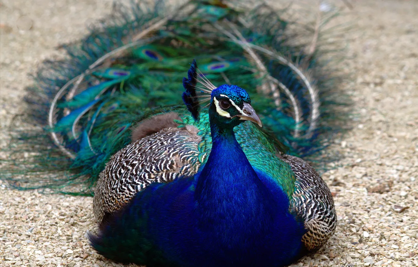 Photo wallpaper nature, stay, bird, peacock