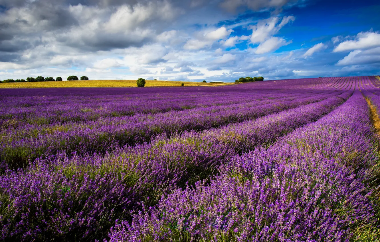 Photo wallpaper flowers, plantation, lavender field, trees, lavender, blue, field, dal