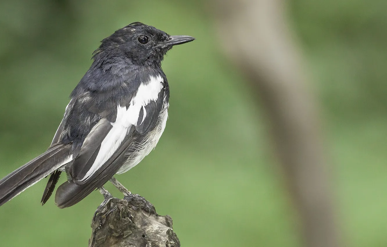 Photo wallpaper grey, bird, green background
