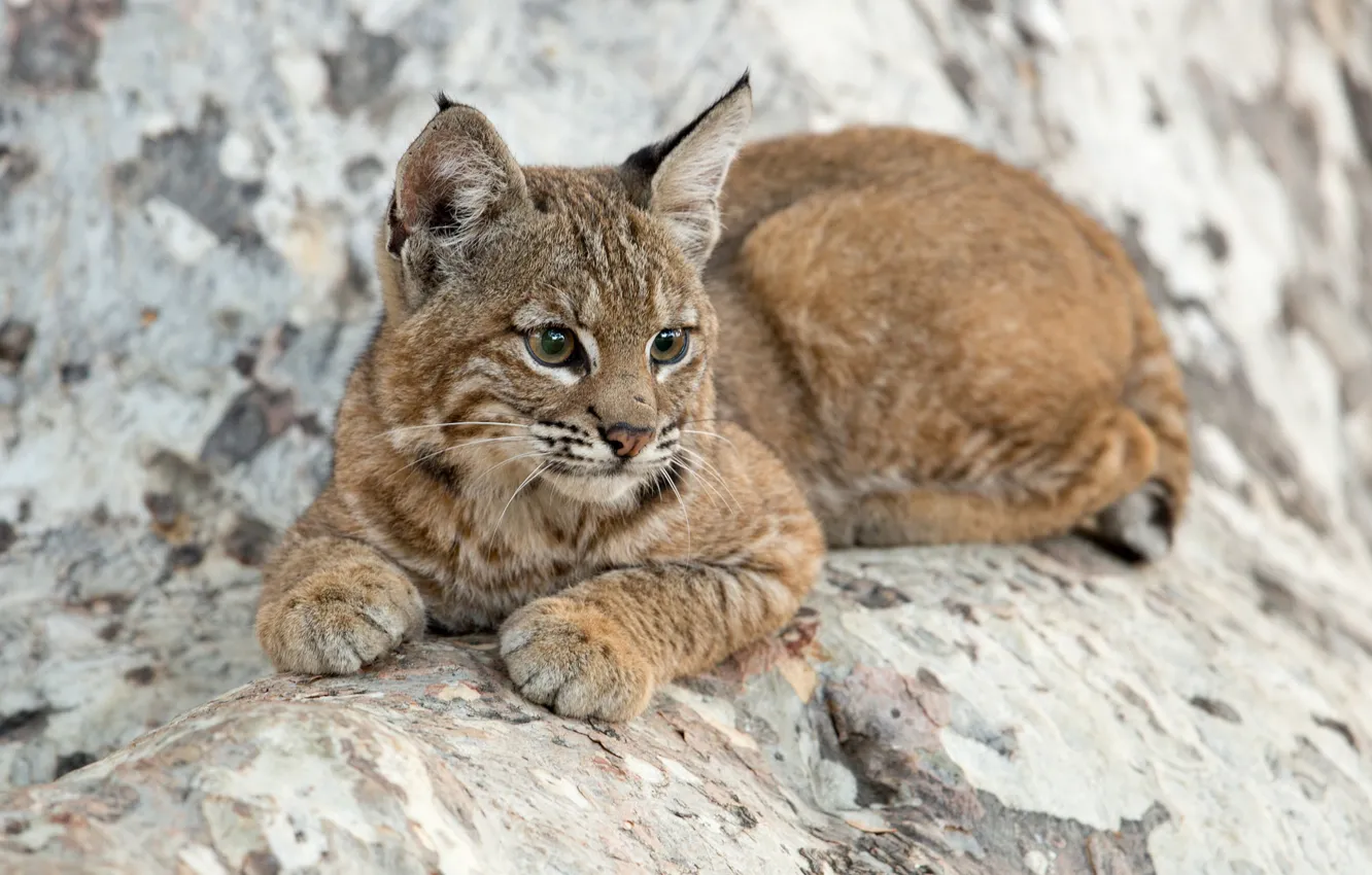 Photo wallpaper cub, kitty, lynx, wild cat, a small lynx