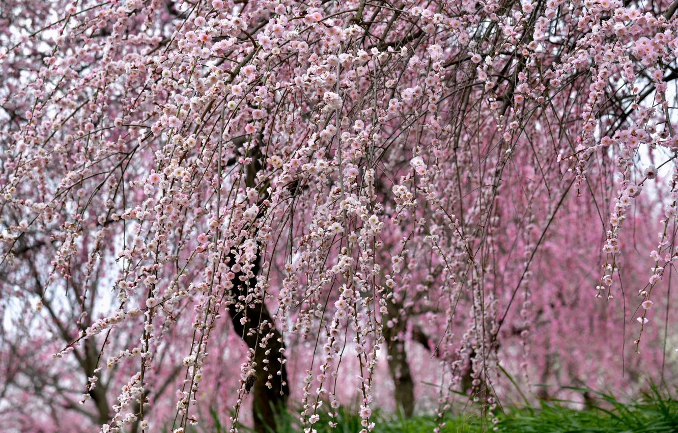 Photo wallpaper nature, tree, beauty, spring, Sakura, flowering