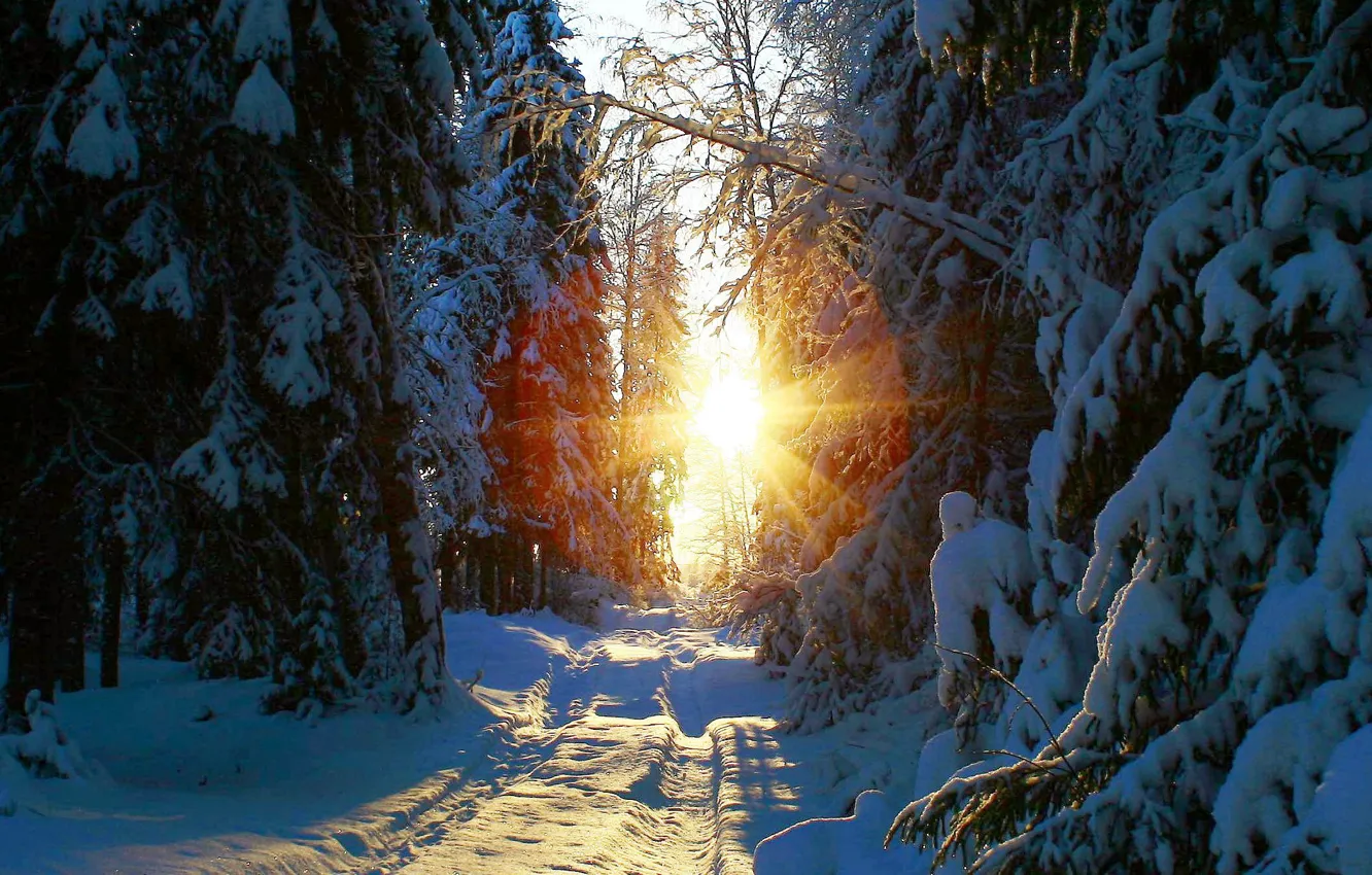 Photo wallpaper winter, forest, the sun, snow, nature