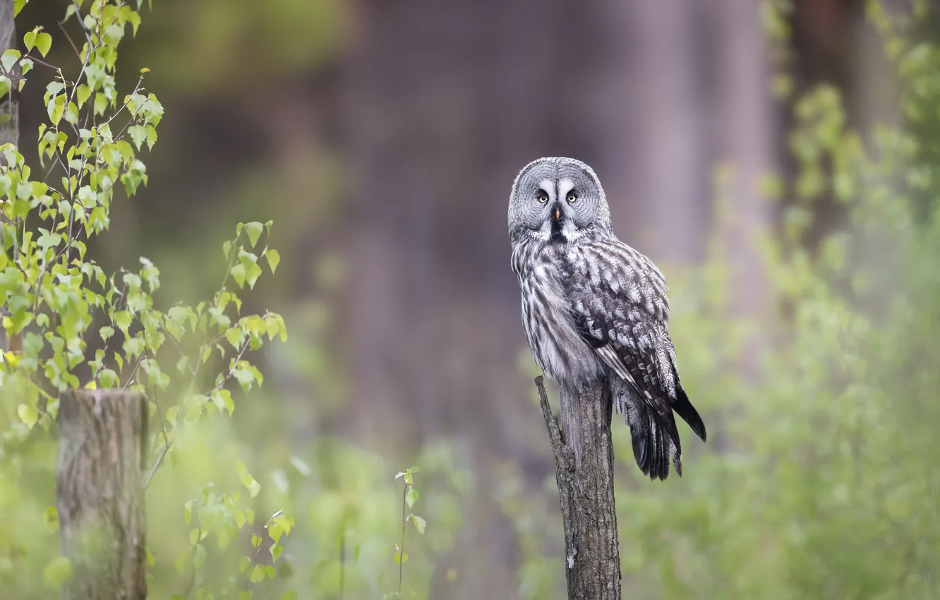 Photo wallpaper look, leaves, branches, nature, pose, owl, bird, posts