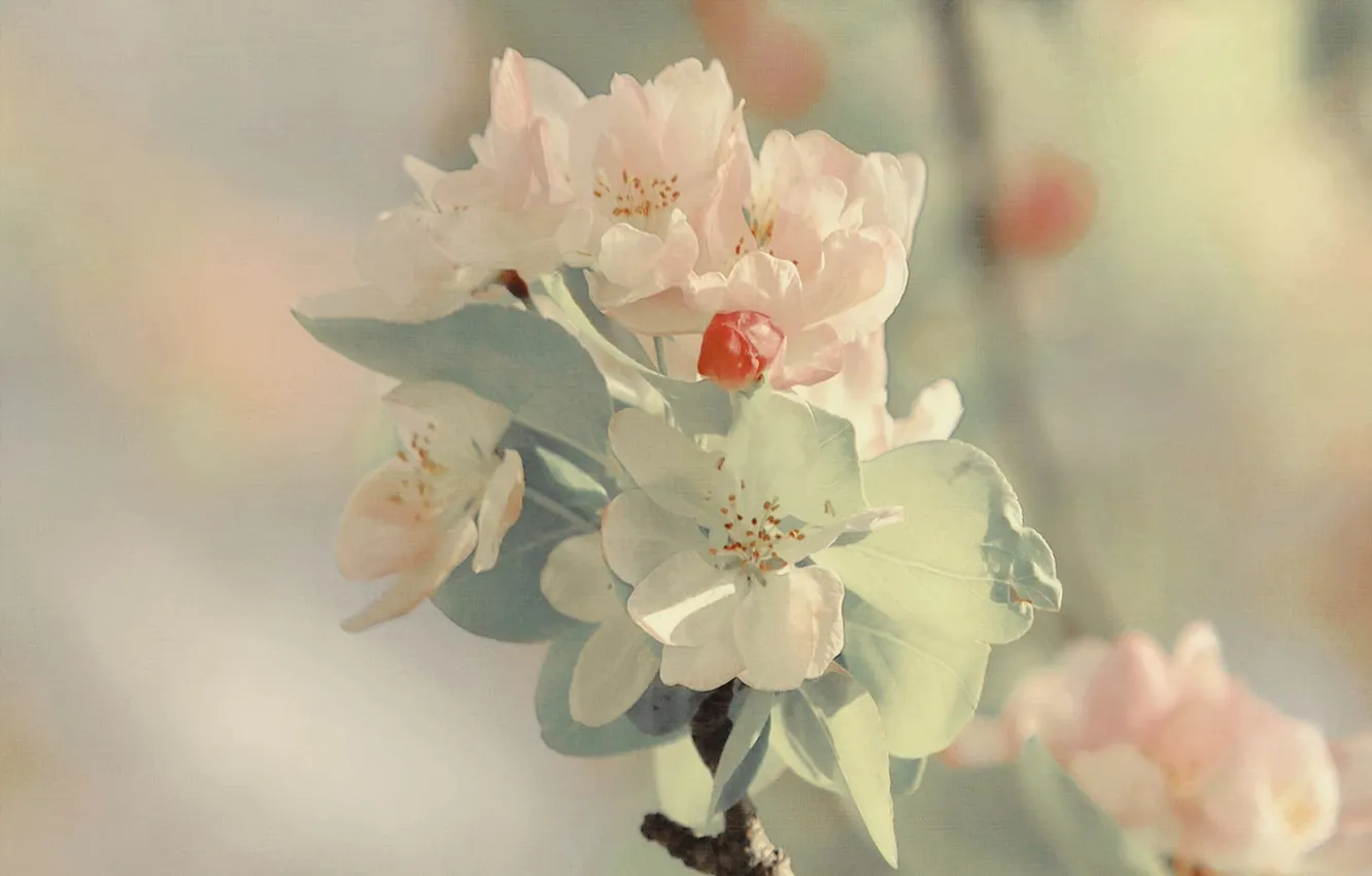 Photo wallpaper flowers, texture, spring, Apple, flowering