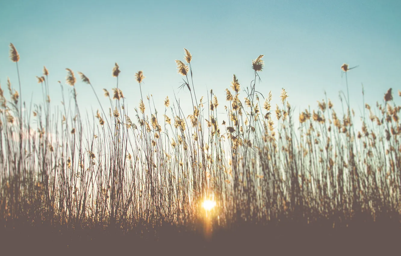 Photo wallpaper the sky, grass, sunset, stem