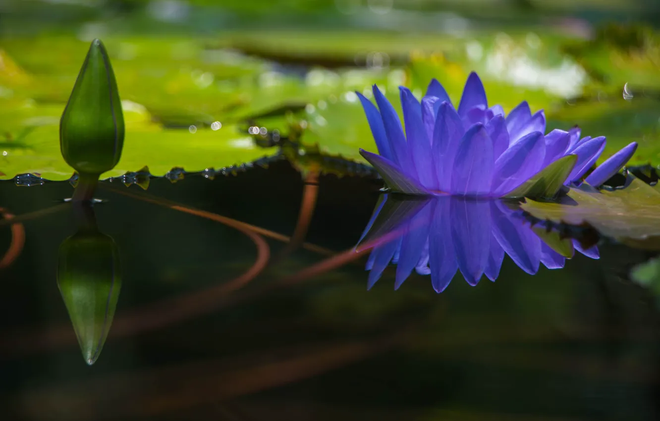 Photo wallpaper flower, leaves, pond, reflection, lilac, Bud, pond, bokeh