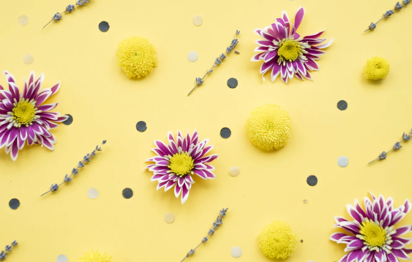 Photo wallpaper flowers, background, chrysanthemum