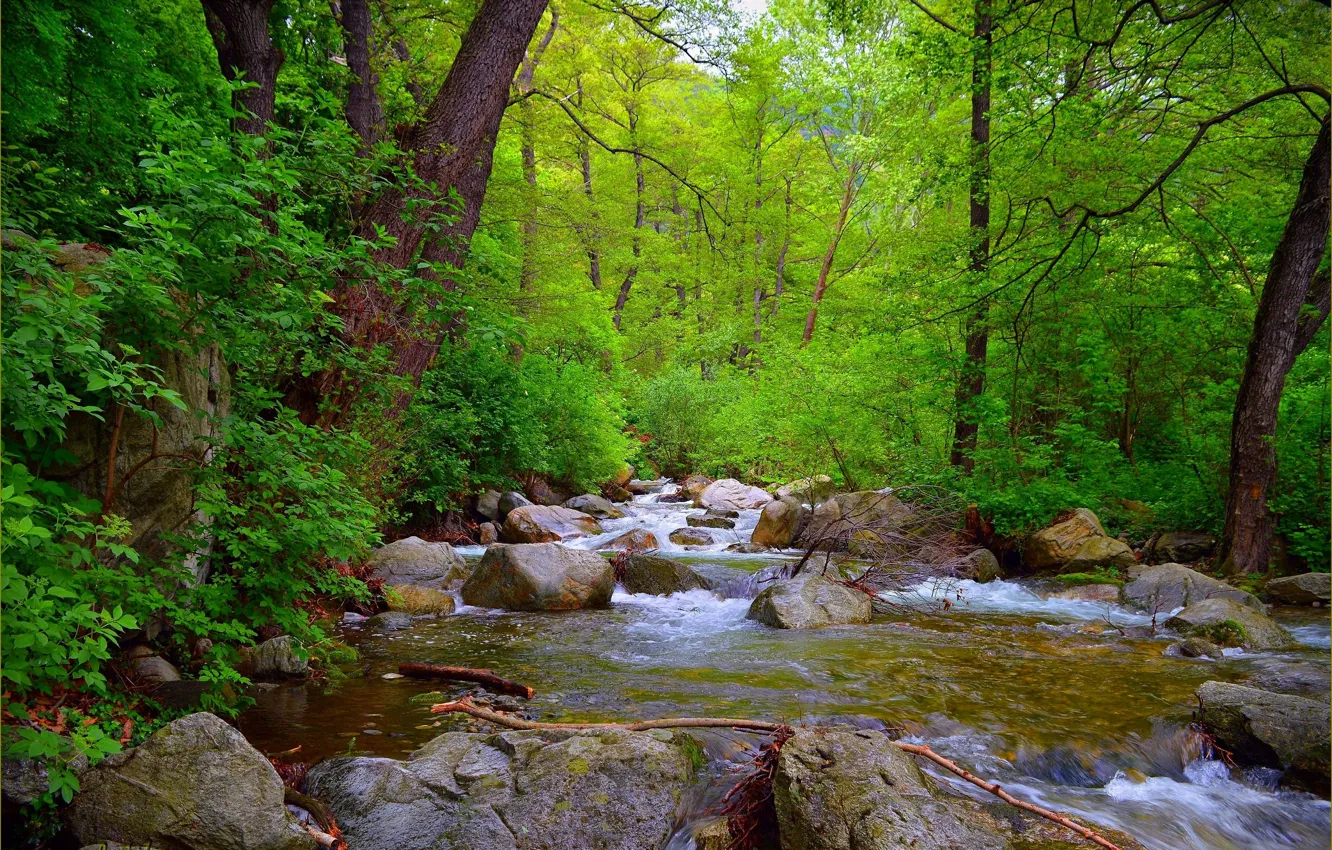 Photo wallpaper forest, stones, stream, spring, river, forest, river, spring