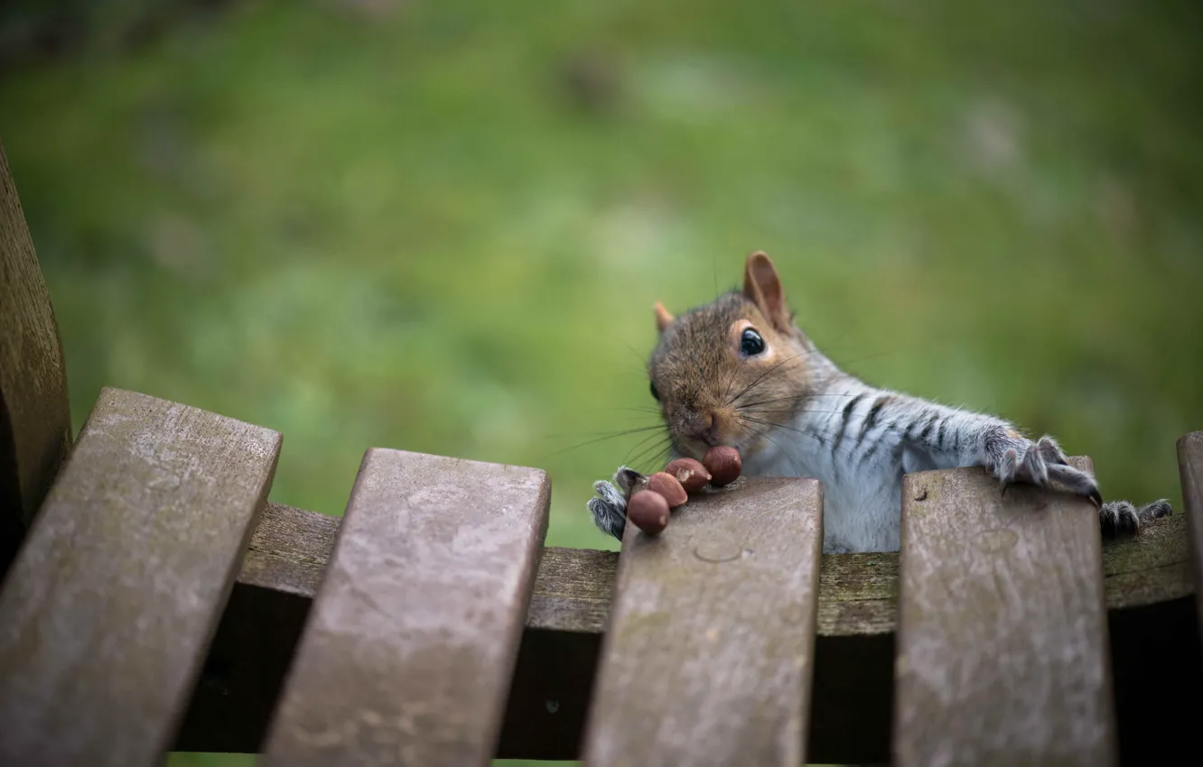 Photo wallpaper animal, protein, nuts, bench, rodent, feed