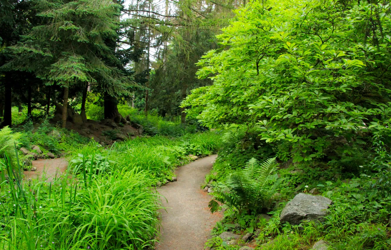 Photo wallpaper trees, park, alley