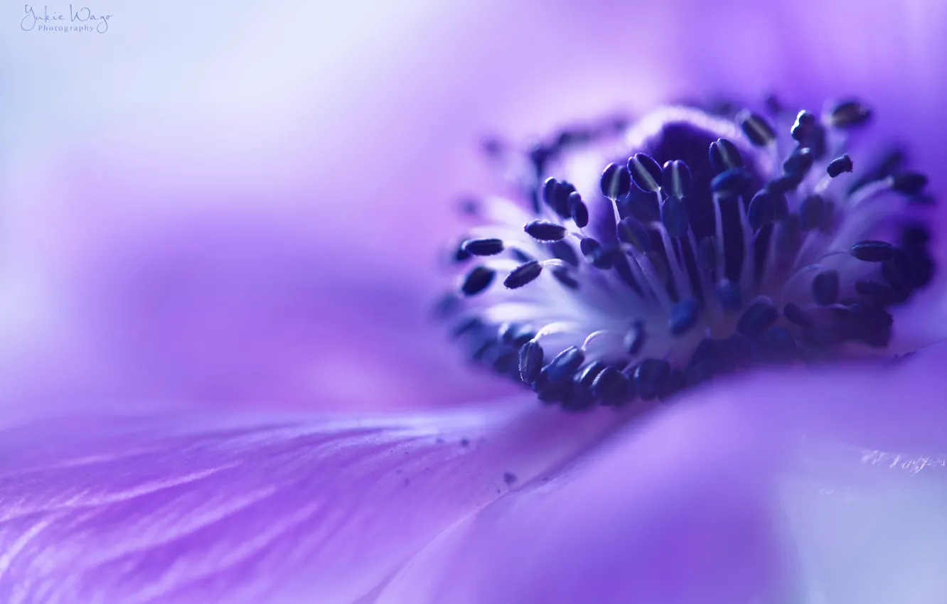Photo wallpaper flower, macro, lilac, blur, Anemone