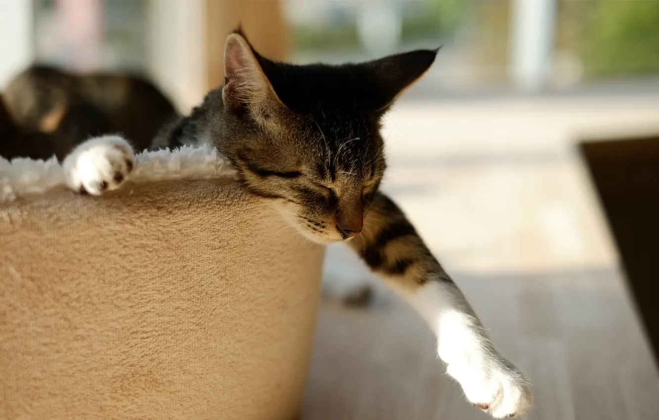 Photo wallpaper cat, cat, paw, sleep, sleeping