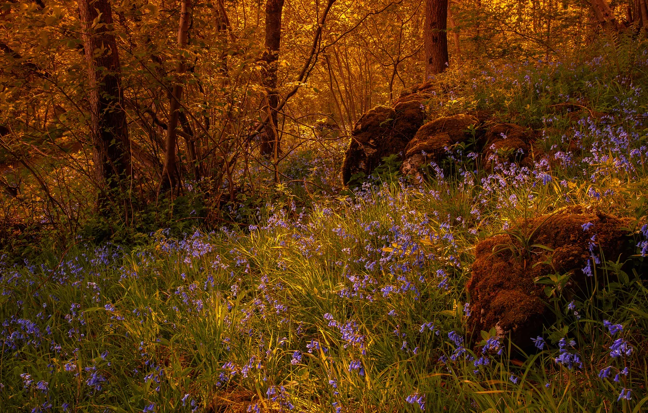 Photo wallpaper forest, grass, trees, flowers, stones