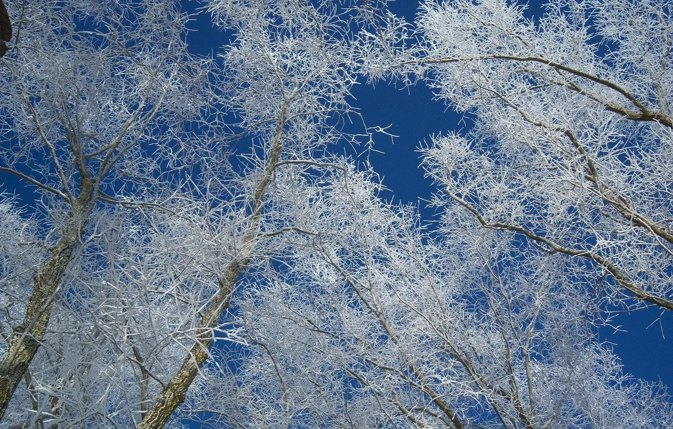 Photo wallpaper winter, frost, the sky, trees, branches