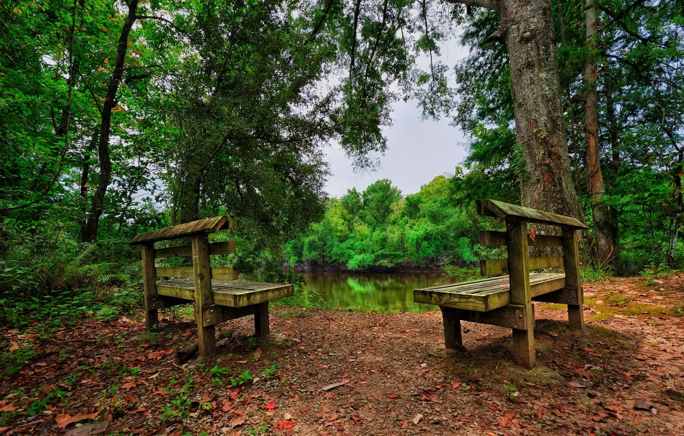 Photo wallpaper forest, trees, landscape, bench, nature, lake