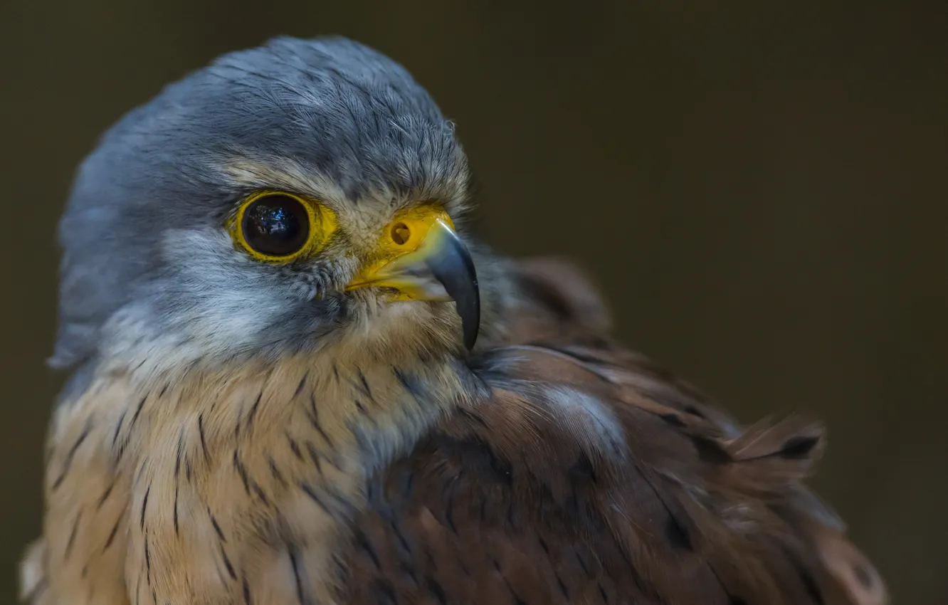 Photo wallpaper macro, bird, feathers, beak
