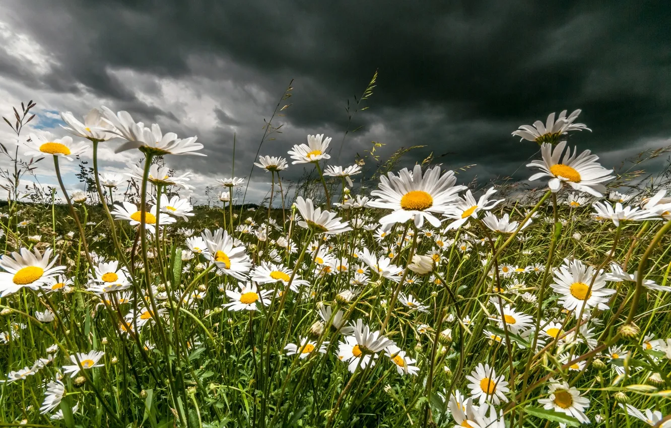 Photo wallpaper clouds, chamomile, meadow