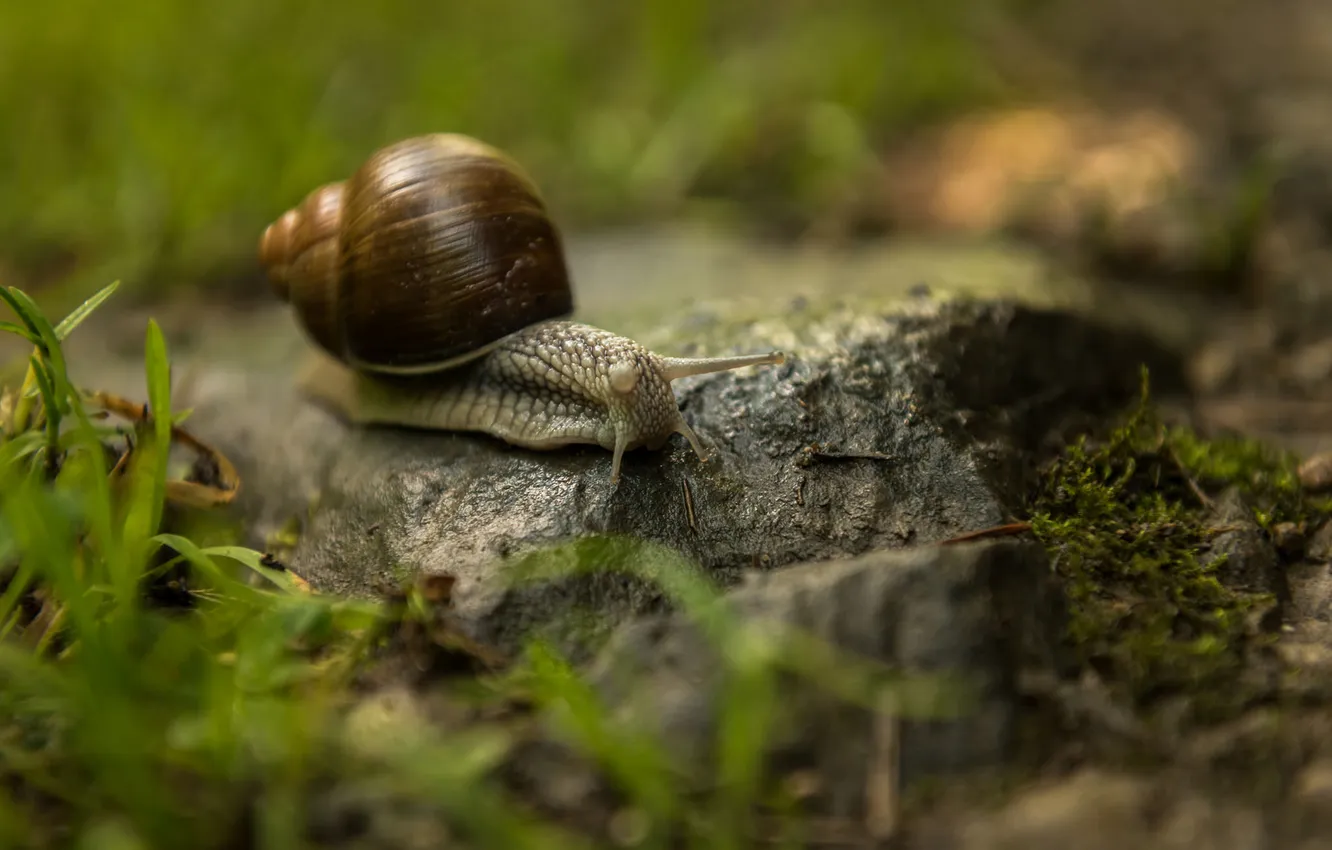Photo wallpaper grass, nature, stones, snail