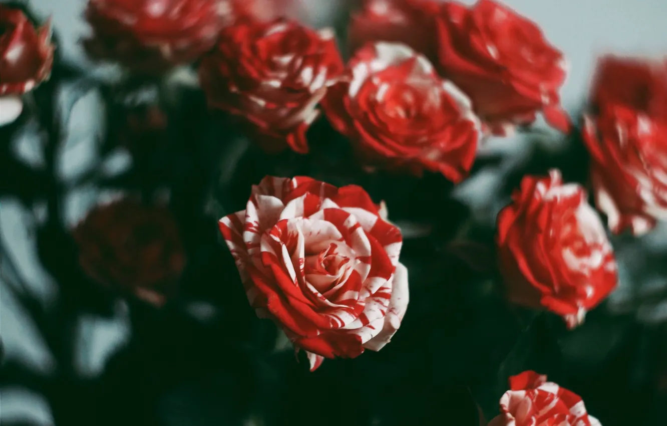 Photo wallpaper flowers, roses, beauty, red, red, rose, flowers, beauty