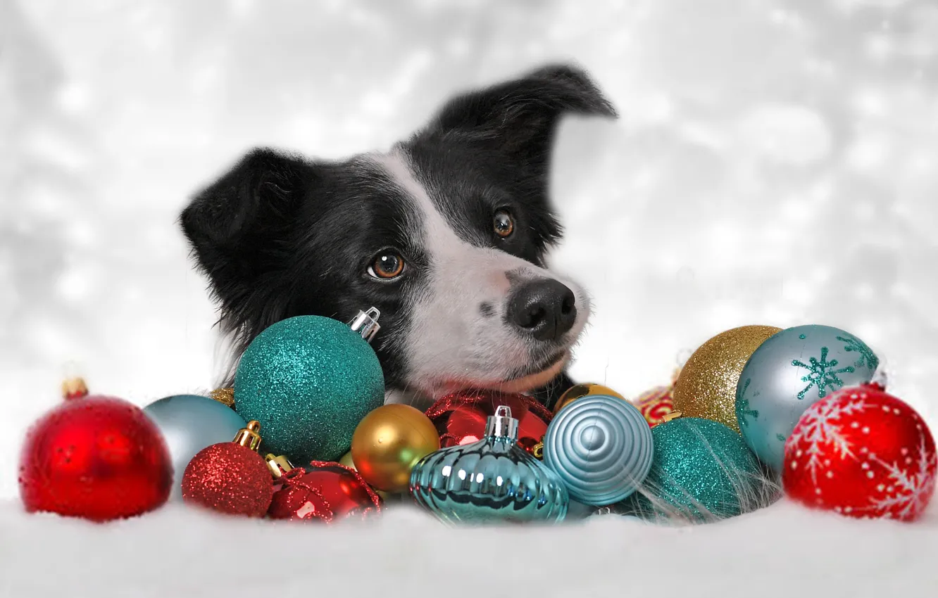 Photo wallpaper face, decoration, background, balls, toy, new year, dog, Christmas