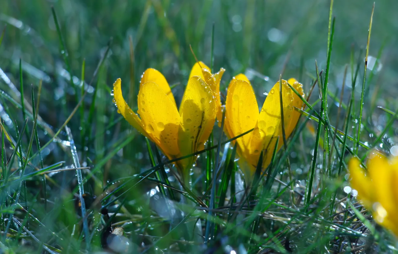 Photo wallpaper yellow, spring, Crocus