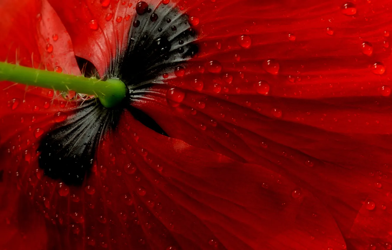 Photo wallpaper macro, flowers, Mac