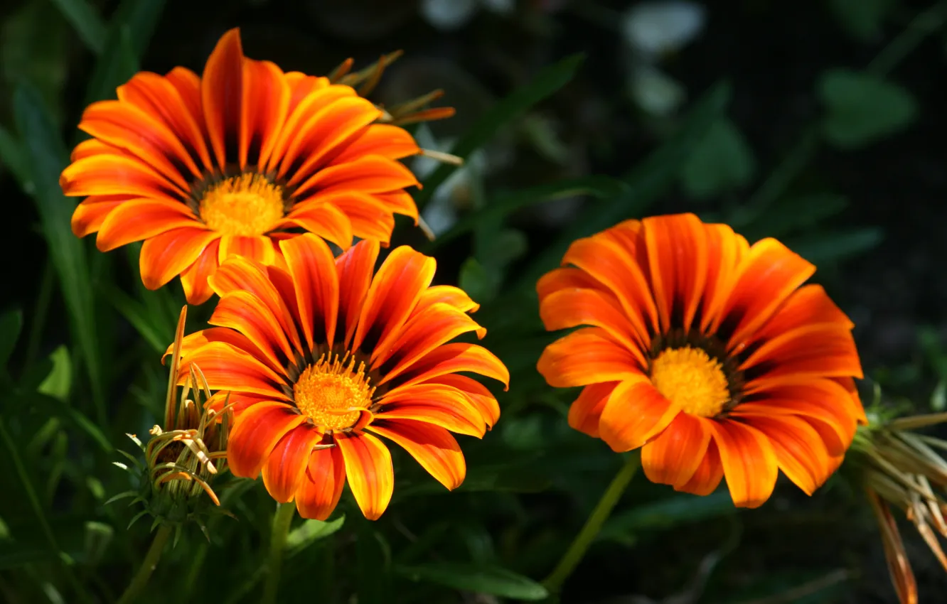 Photo wallpaper Flowers, orange, flowers, orange