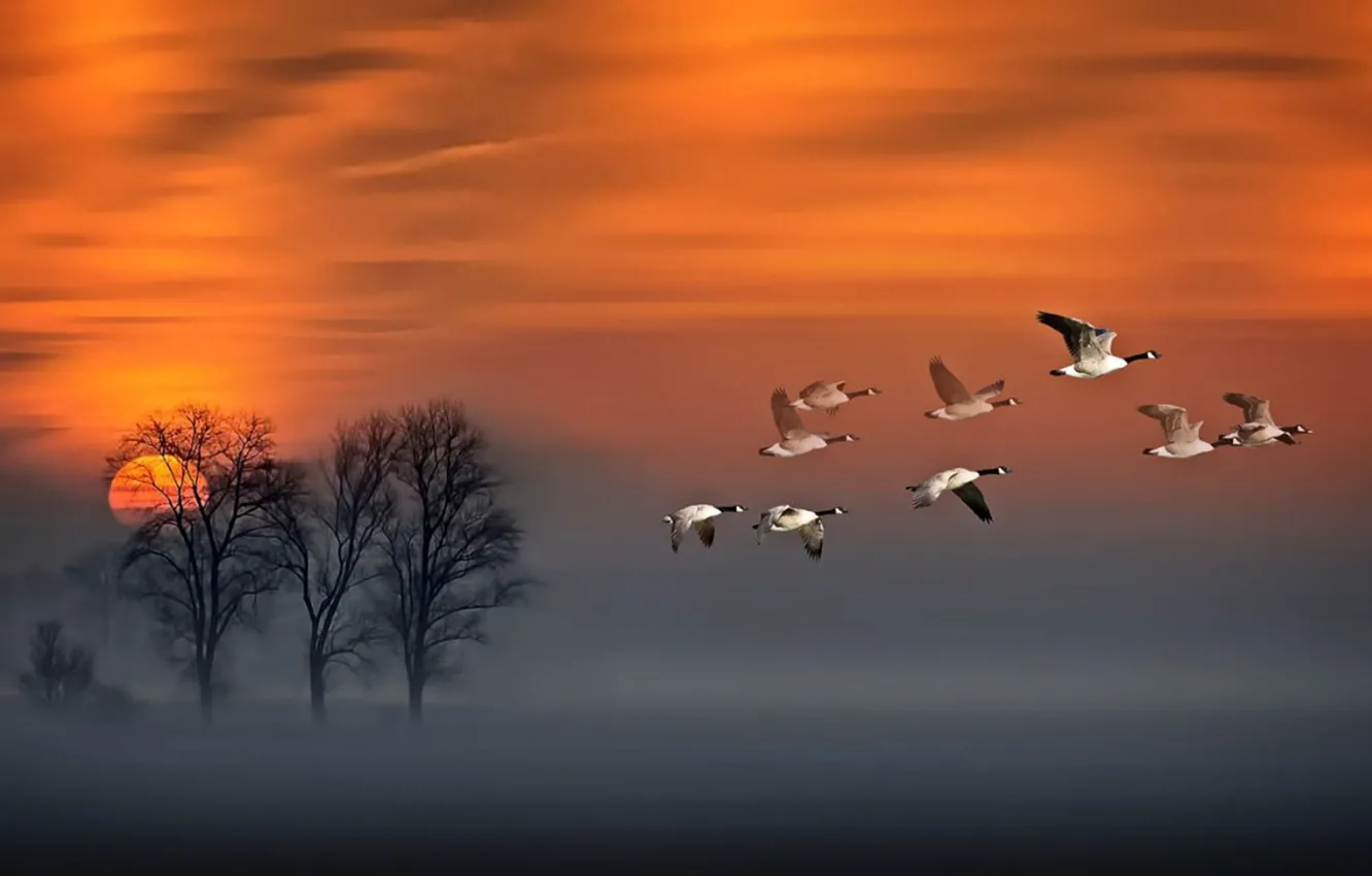 Photo wallpaper red, sky, sunset, wood, flight, fog, geese in flight