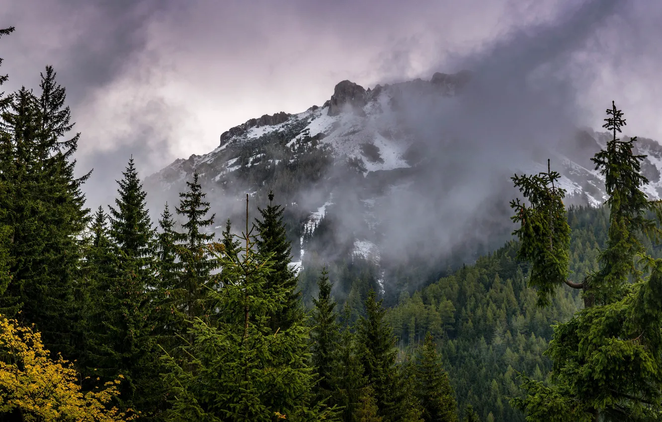 Photo wallpaper forest, the sky, clouds, snow, trees, mountains, branches, fog