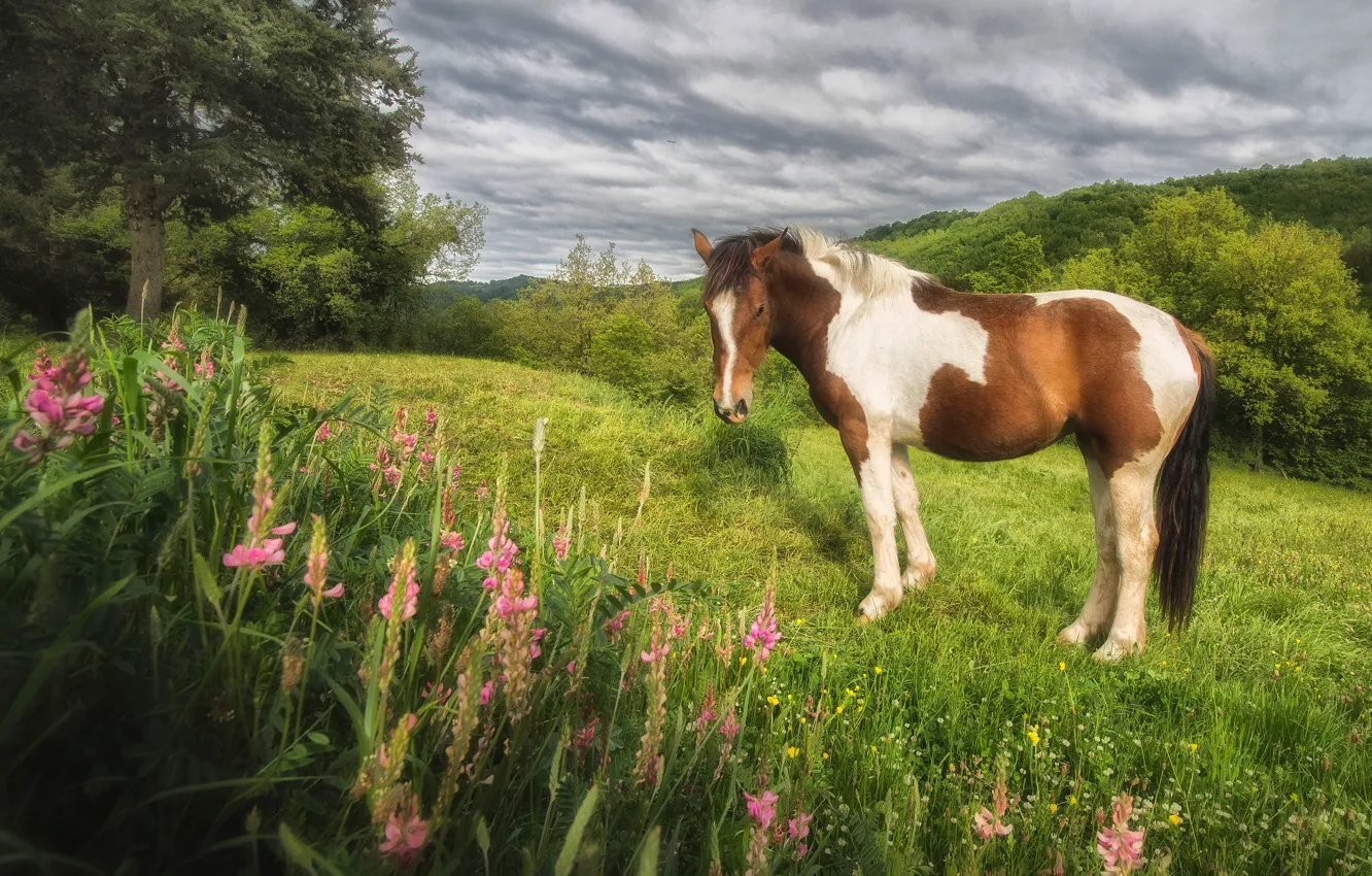 Photo wallpaper greens, field, summer, clouds, trees, flowers, nature, mood