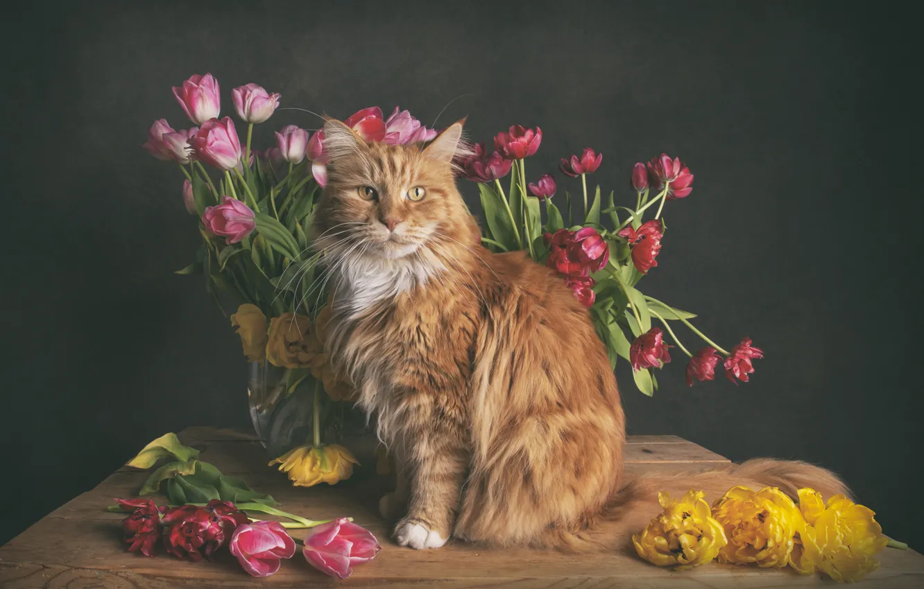 Photo wallpaper cat, cat, flowers, bouquet