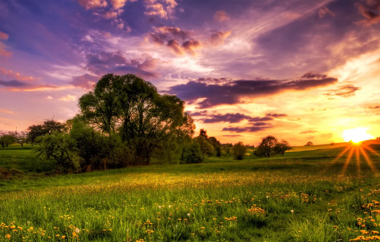 Photo wallpaper the sun, trees, sunset, dandelion, the evening, meadow